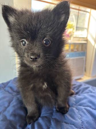 Pomeranian puppies 1