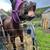 Project Horse -mare, thoroughbred 15 years old 3 thumbnail