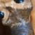 Big Sky Carvers Wood Raccoon with Fish 14 thumbnail