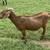 Dapple boer goats 14 thumbnail