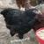 Ameraucanas * Easter Olive Eggers * Rhode Island Reds * Pullets Chicken Layers 16 thumbnail