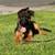 REHOMING GSD rehoming fee 2 thumbnail