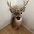 White Tail Deer Shoulder Mount Taxidermy 1 thumbnail