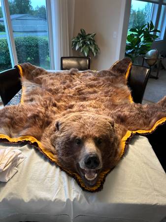 Alaskan Grizzly Bear Rug 1