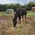 Standardbred Mare 8 thumbnail