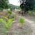 Farm near town and beach, Mangoes, tropical fruits and more 2 thumbnail
