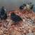 Malaysian Serama chicks 1 thumbnail