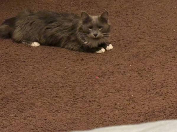 Free cats (Maricopa)63905905561474124