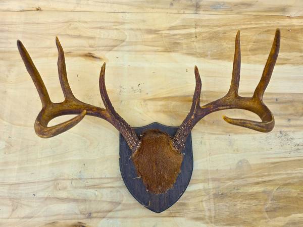 Whitetail Deer Antler Mount 1
