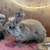 Giant Angora Baby Rabbits 2 thumbnail