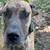 Rehoming Great Dane 1 thumbnail