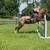5 years old appy mare 3 thumbnail