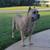 Beautiful Akc Cane Corso Pups 2 thumbnail