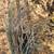 Rye/oat/barley hay 4 thumbnail