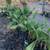 Plants & Trees 6 thumbnail