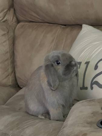 Holland Lops ISO New Home64194927576067121