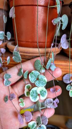 Variegated string of hearts 1
