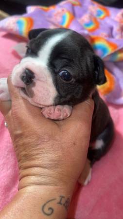Frenchton Puppies63348364098307122