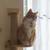 Sweet Orange Male Tabby Cat Needs a Loving Home 4 thumbnail