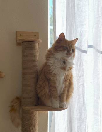 Gato macho de color naranja necesita un hogar amoroso (albany / el cerrito)63862000727425123