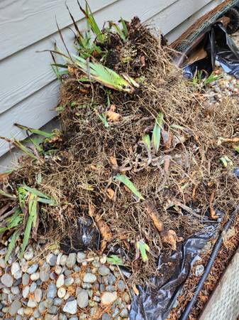 Iris Rhizomes Plants--Freshly Dug--Free 1