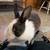 Bunny rabbit conejo noneja domesticada tamed 1 thumbnail