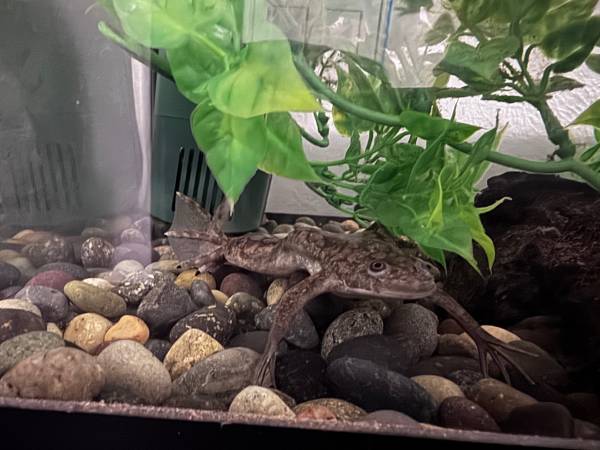 African dwarf frog 1