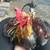 Rooster for sale 1 thumbnail