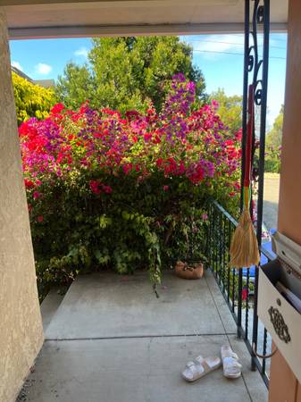 $971 One room in sunny, spacious East Oakland house available Oct 1st (oakland east)63850428153347121