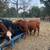 Feeding and breeding cattle 1 thumbnail