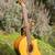 Acoustic Electric Guitar, Nylon: Cordoba Studio Gk 3 thumbnail