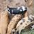 Kunekune 4 thumbnail
