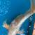 KOI, KOI, KOI, OVER 100 large healthy Koi 15” to 25” 5 thumbnail