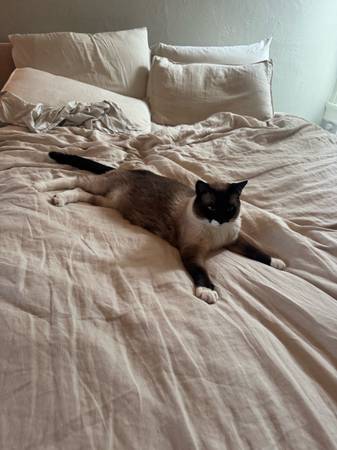 Lost Siamese Cat (San Francisco)64017886268546121