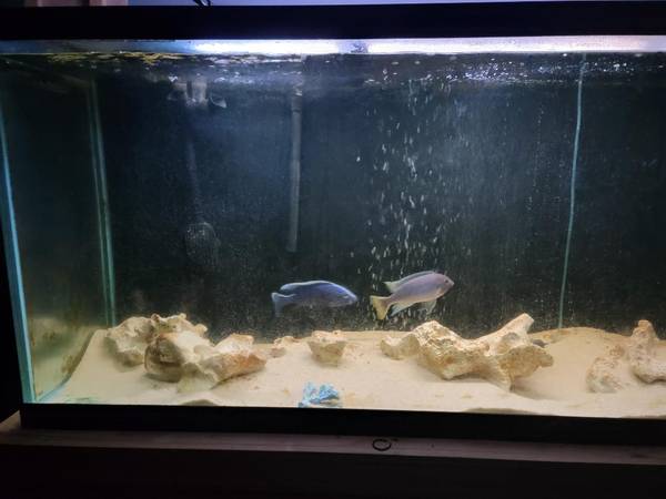 TWO (dark Grey) large fish. (MORTON GROVE)63844236794369120