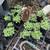 Different plants and ground cover for sale 6 thumbnail