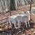 4 Katahdin sheep 8 thumbnail