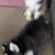 rehoming pomskies 7 thumbnail
