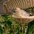 Diamond doves 1 thumbnail