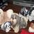 Beautiful Shih Tzu /dog Statue Collection 4 thumbnail