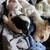 Rat Terrier mix pups 5 thumbnail