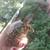 Box turtles, teengers 5 thumbnail