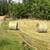 2025 round bales for sale 1 thumbnail
