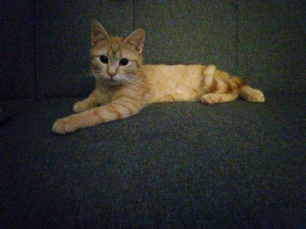 Sweet cat needs good home 1