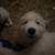 Mixed Great Pyrenees Puppies 21 thumbnail