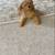 Female Yorkie 4 thumbnail