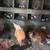 Laying hens 1 thumbnail
