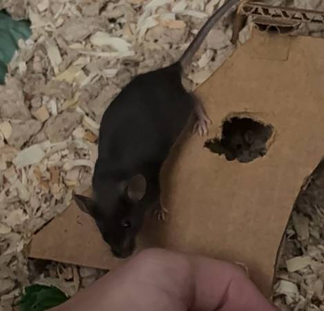 Ratas de laboratorio hembra (Southfield)