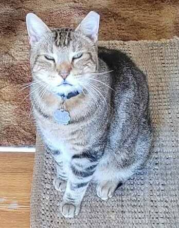 Lost cat near 2nd Street and Osuna/Paseo (Albuquerque)64013896975361120