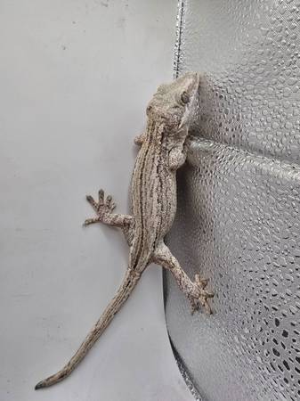 Gargolas Geckos (Monte Prospecto)63844234311299121
